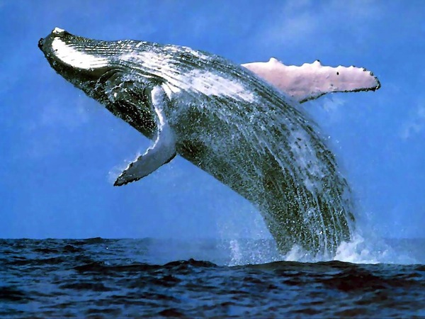 Humpback whale leaping out of water